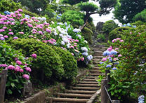 苑内の階段の周りにあじさいが咲いている写真
