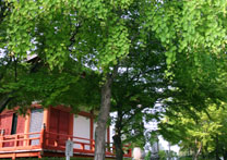 愛染堂の隣に、「縁結びのかつらの木」が立っている写真